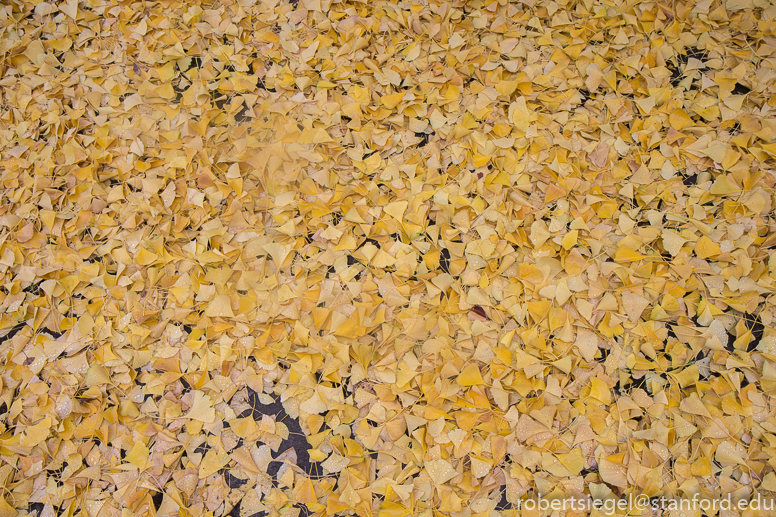 ginkgo